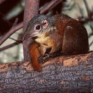 Terrestrial tree shrew (old photo)