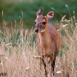 Four horned antelope (old photo)