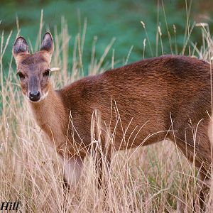 Four horned antelope (old photo)