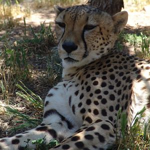 Cheetah at National Zoo