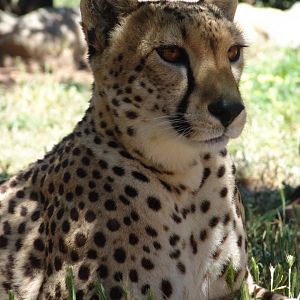 Cheetah at National Zoo