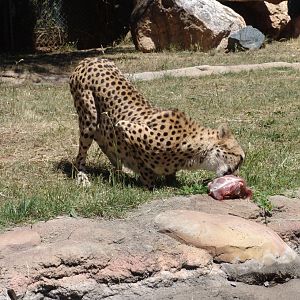 Cheetah at National Zoo