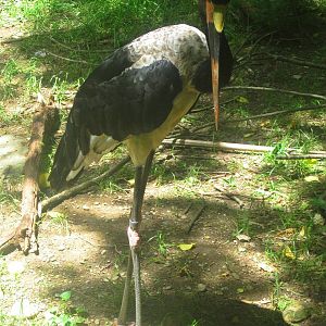 Jun. 2013 - Jungle Trails - Saddle-billed Stork