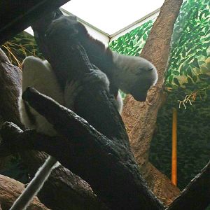 Jun. 2013 - Jungle Trails - Coquerel's Sifaka