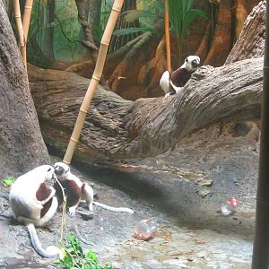 Jun. 2013 - Jungle Trails - Coquerel's Sifaka Family