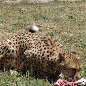 Cheetah at National Zoo