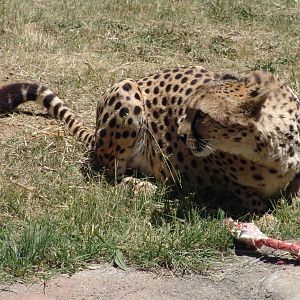 Cheetah at National Zoo