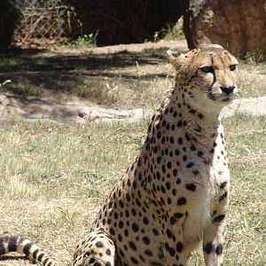 Cheetah at National Zoo