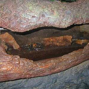 Jun. 2013 - Jungle Trails - Emperor Scorpion Exhibit