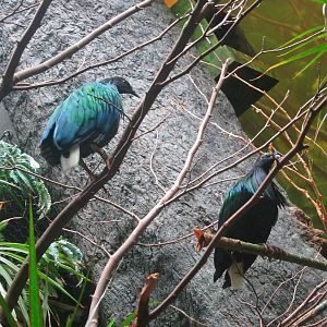 Jun. 2013 - Wings of the World - Nicobar Pigeons