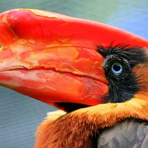 Rufous hornbill; Walsrode; 23rd June 2013