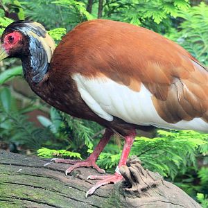Madagascan crested ibis; Walsrode; 23rd June 2013