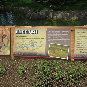 Jun. 2013 - Africa - Cheetah Sign