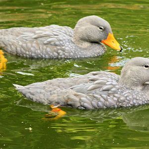 Magellan steamer duck; Walsrode; 23rd June 2013