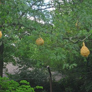 Jun. 2013 - Africa - Weaverbird Nests