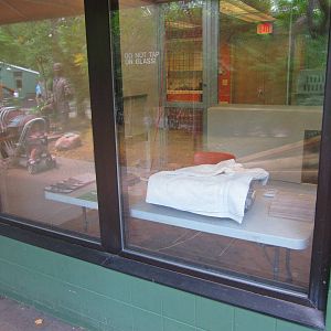 Jun. 2013 - Children's Zoo - Africa Pygmy Falcon Nursery