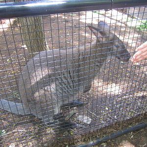 Jun. 2013 - Wallaby Exhibit - Bennett's Wallaby