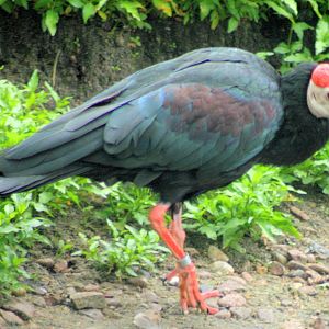 Southern bald ibis; Walsrode; 23rd June 2013