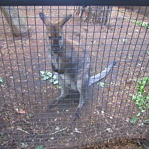 Jun. 2013 - Wallaby Exhibit - Bennett's Wallaby