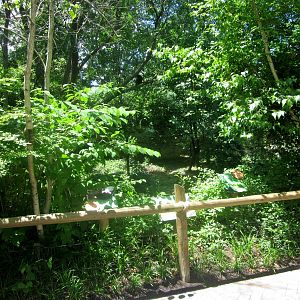Jun. 2013 - First Red Panda Exhibit Viewing