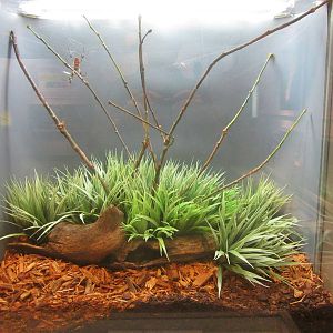 Jun. 2013 - World of the Insect - Florida Orb Weaver Spider Exhibit