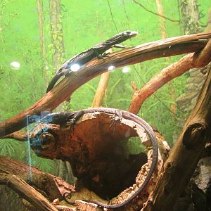 Jun. 2013 - World of the Insect - Black Tree Monitors