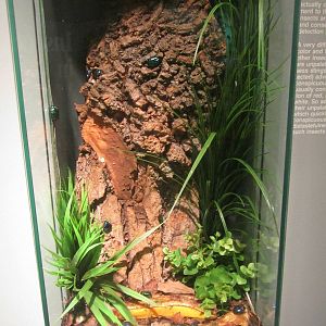 Jun. 2013 - World of the Insect - Tin Foil Beetle Exhibit