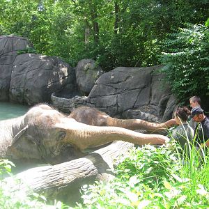Jun. 2013 - Elephant Reserve - Elephant Bath