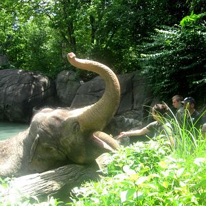 Jun. 2013 - Elephant Reserve - Elephant Bath