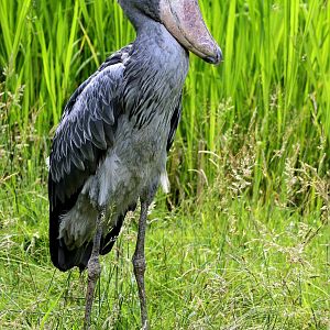 Shoebill; Walsrode; 23rd June 2013