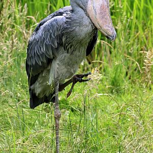 Shoebill; Walsrode; 23rd June 2013