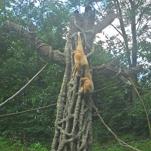Jun. 2013 - Jungle Trails - White-handed Gibbons
