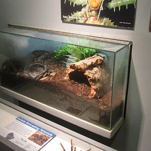 Jun. 2013 - World of the Insect - Goliath Bird-eater Tarantula Exhibit