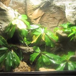 Jun. 2013 - Manatee Springs - Brown Anole + Green Tree Frog Exhibit