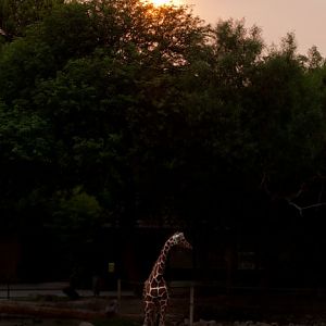 giraffe under hazy sun
