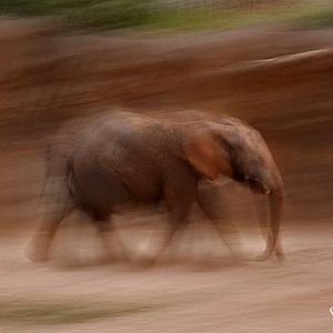 baby elephant on the move