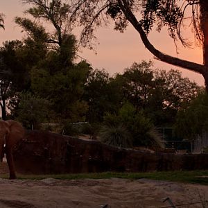 elephant under hazy sun