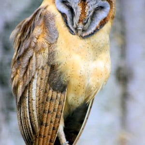 Ashy-faced barn owl; Walsrode; 23rd June 2013