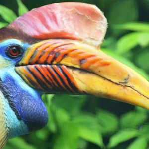 Sulawesi wrinkled hornbill; Walsrode; 23rd June 2013