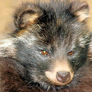 Raccoon dog; Neumunster; 24th June 2013