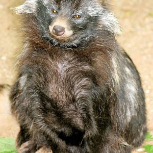 Raccoon dog; Neumunster; 24th June 2013