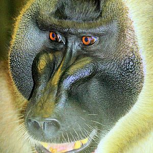 Drill; Hannover; 25th June 2013