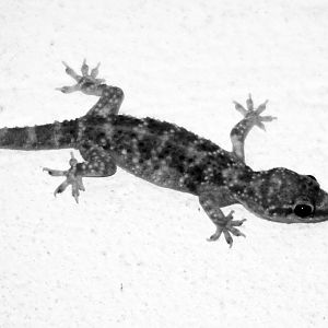 Hemidactylus turcicus