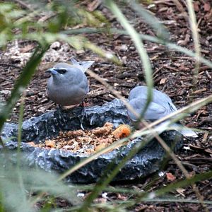 White_browed_woodswallow