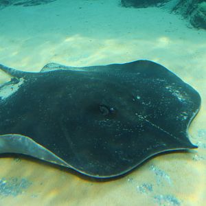 Mekong River - Freshwater Giant Stingray