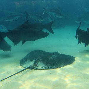 Mekong River - Freshwater Giants