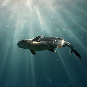 Mekong River - Iridescent Shark