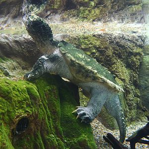 Mississippi River - Alligator Snapping Turtle