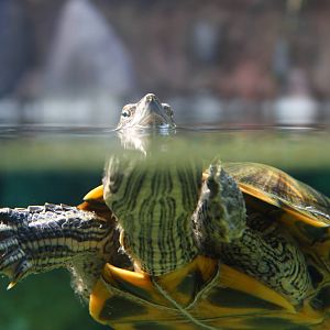 Mississippi River - Red-earred Slider