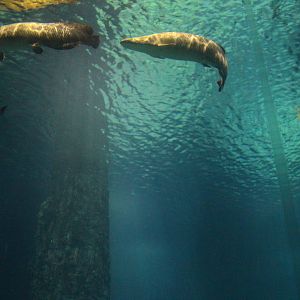 Amazon Flooded Forest - Giant Arapaima